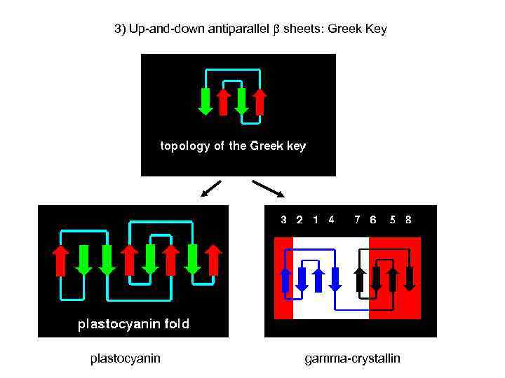 3) Up-and-down antiparallel sheets: Greek Key plastocyanin gamma-crystallin 