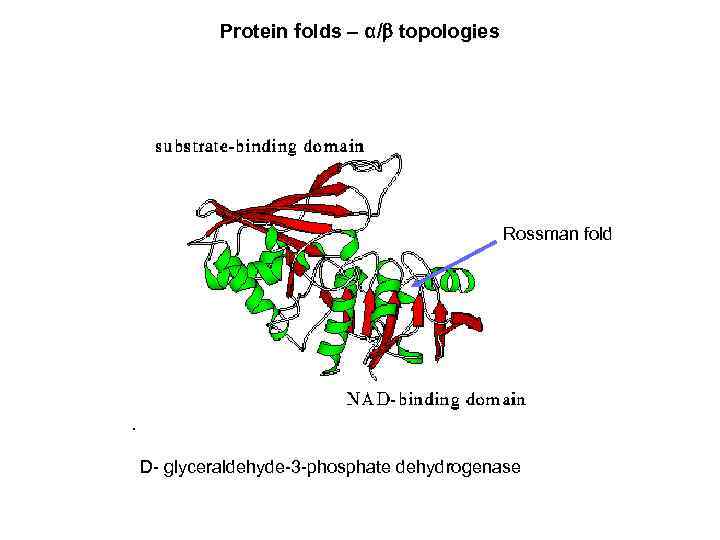 Protein folds – α/ topologies Rossman fold D- glyceraldehyde-3 -phosphate dehydrogenase 