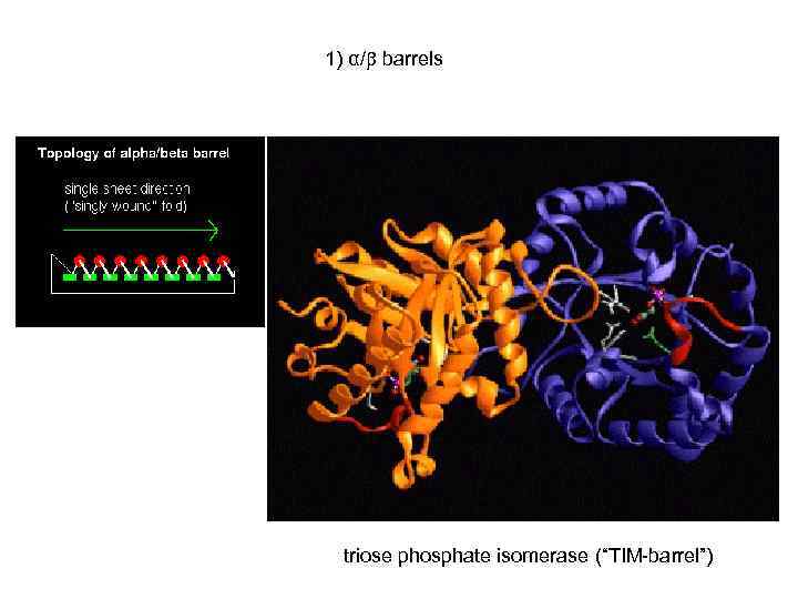 1) α/ barrels triose phosphate isomerase (“TIM-barrel”) 