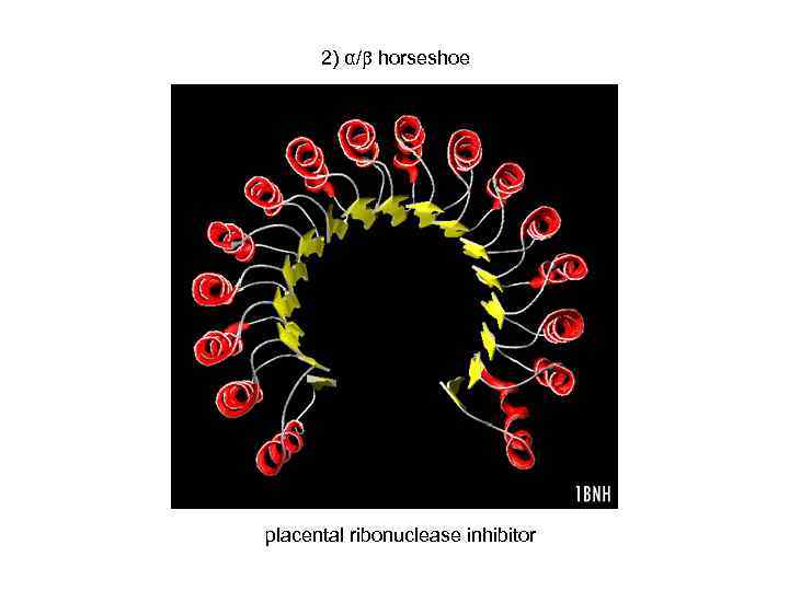 2) α/ horseshoe placental ribonuclease inhibitor 