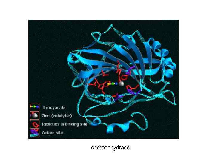 carboanhydrase 