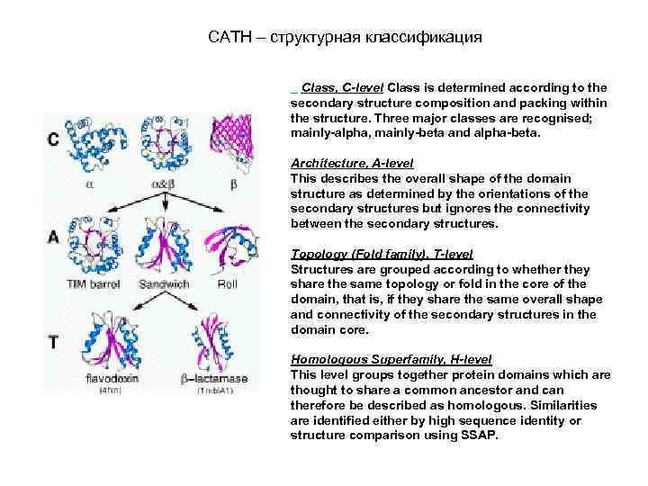 CATH – структурная классификация Class, C-level Class is determined according to the secondary structure