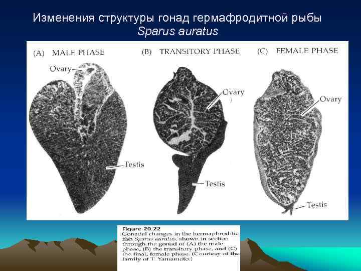 Изменения структуры гонад гермафродитной рыбы Sparus auratus 