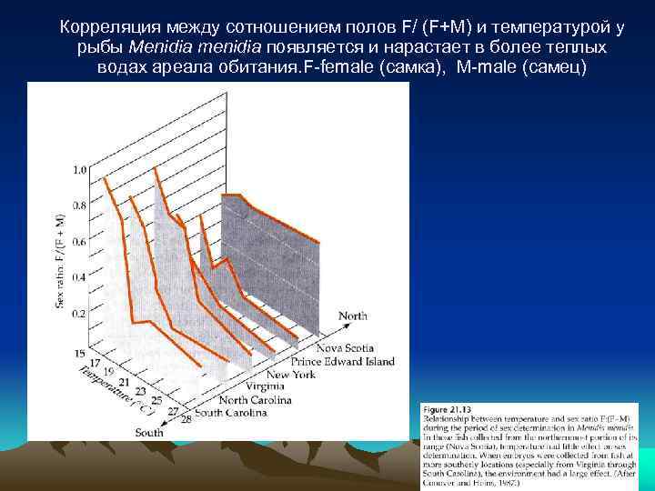 Корреляция между сотношением полов F/ (F+M) и температурой у рыбы Menidia menidia появляется и