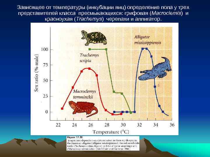 Зависящее от температуры (инкубации яиц) определение пола у трех представителей класса пресмыкающихся: грифовая (Macroclemis)