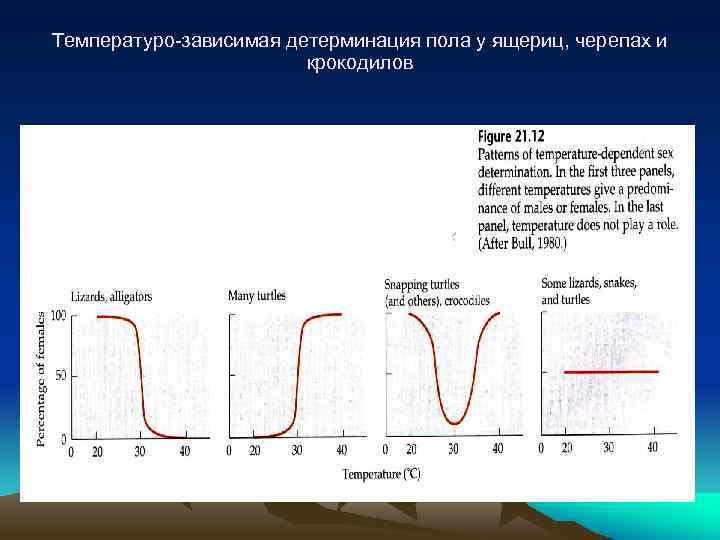 Температуро-зависимая детерминация пола у ящериц, черепах и крокодилов 