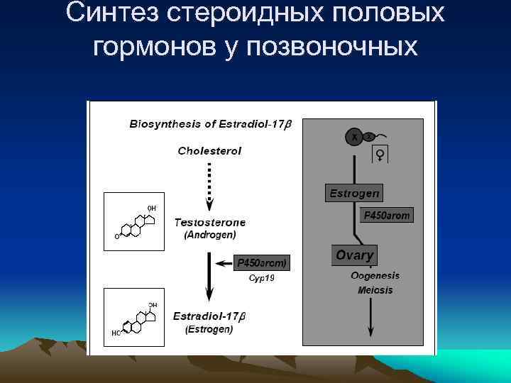 Синтез стероидных половых гормонов у позвоночных 