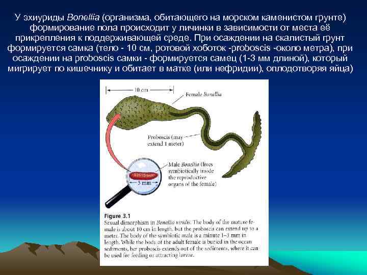 У эхиуриды Bonellia (организма, обитающего на морском каменистом грунте) формирование пола происходит у личинки