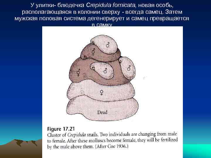 У улитки- блюдечка Crepidula fornicata, новая особь, располагающаяся в колонии сверху - всегда самец.