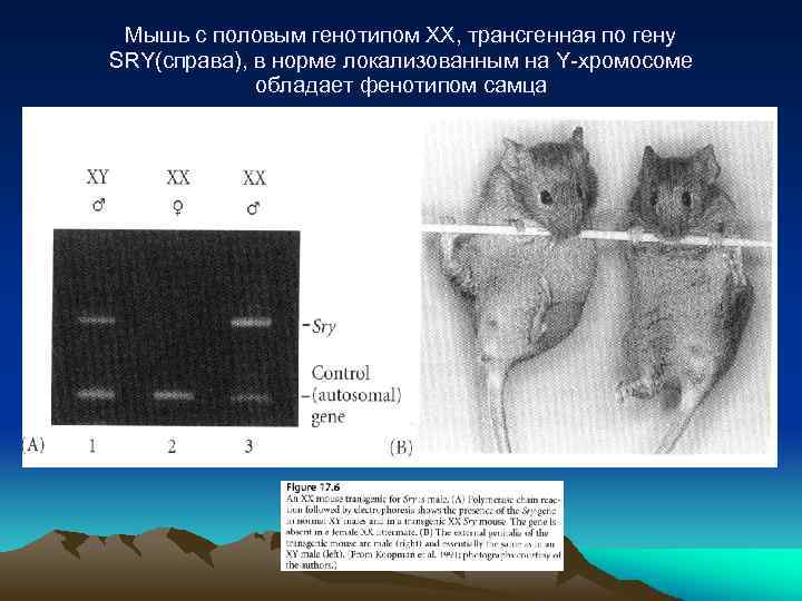 Мышь с половым генотипом XX, трансгенная по гену SRY(справа), в норме локализованным на Y-хромосоме