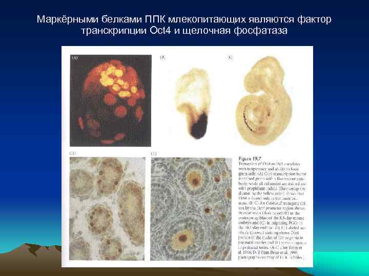 Маркёрными белками ППК млекопитающих являются фактор транскрипции Oct 4 и щелочная фосфатаза 