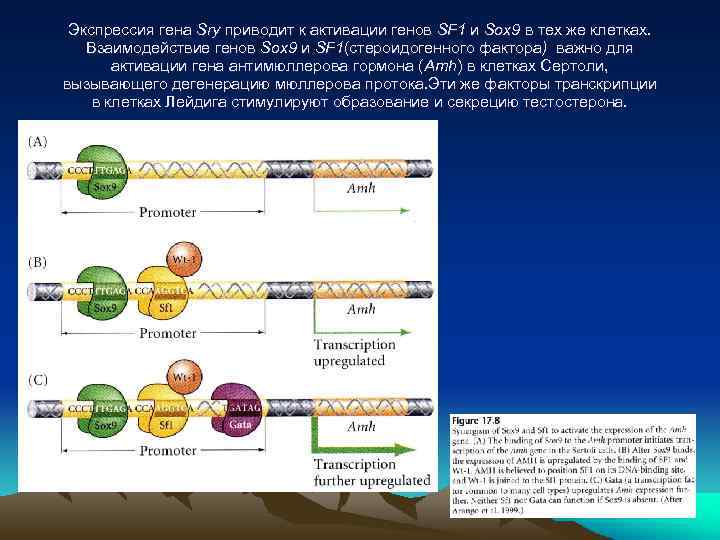 Экспрессия гена Sry приводит к активации генов SF 1 и Sox 9 в тех