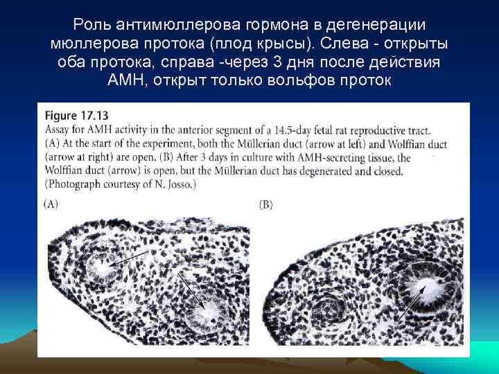 Роль антимюллерова гормона в дегенерации мюллерова протока (плод крысы). Слева - открыты оба протока,