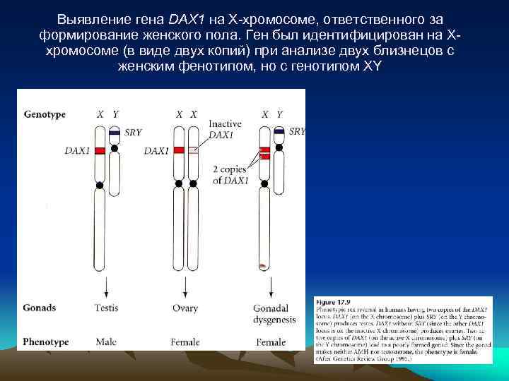 Ген х у человека. Ключевой ген х хромосомы запускающий формирование женского пола. Выявление генов. Гены есть гены. Гены формирование женского пола.