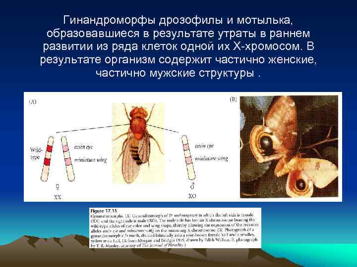 Гинандроморфы дрозофилы и мотылька, образовавшиеся в результате утраты в раннем развитии из ряда клеток