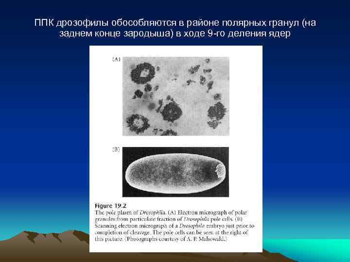 ППК дрозофилы обособляются в районе полярных гранул (на заднем конце зародыша) в ходе 9