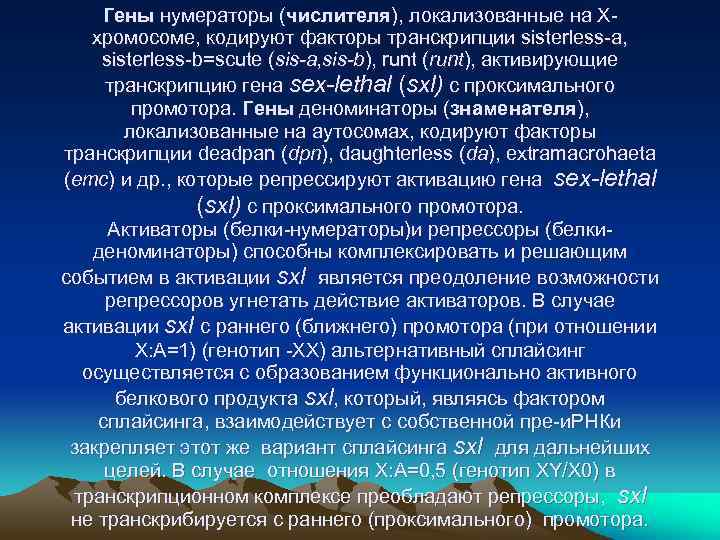 Гены нумераторы (числителя), локализованные на Xхромосоме, кодируют факторы транскрипции sisterless-a, sisterless-b=scute (sis-a, sis-b), runt