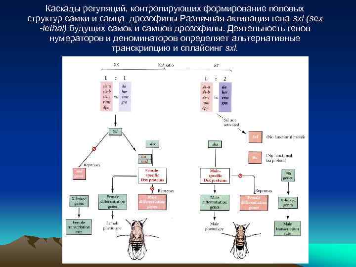 Каскады регуляций, контролирующих формирование половых структур самки и самца дрозофилы Различная активация гена sxl