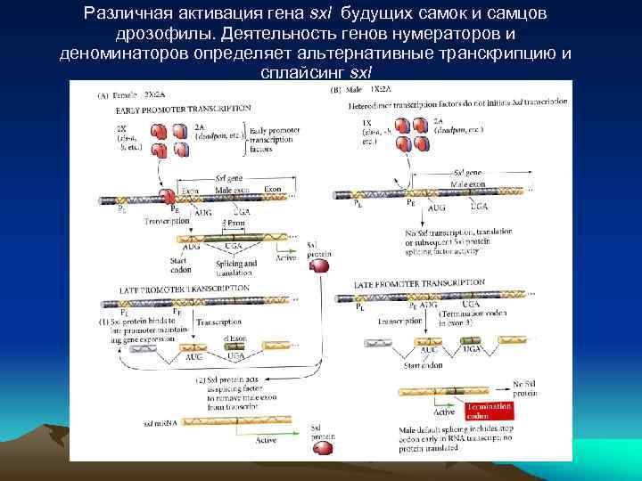 Различная активация гена sxl будущих самок и самцов дрозофилы. Деятельность генов нумераторов и деноминаторов