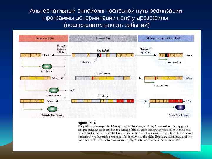 Альтернативный сплайсинг -основной путь реализации программы детерминации пола у дрозофилы (последовательность событий) 