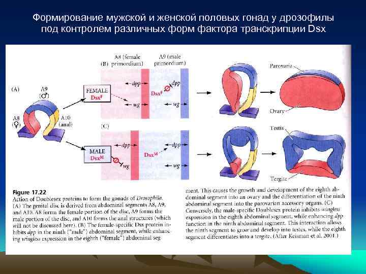Формирование мужской и женской половых гонад у дрозофилы под контролем различных форм фактора транскрипции
