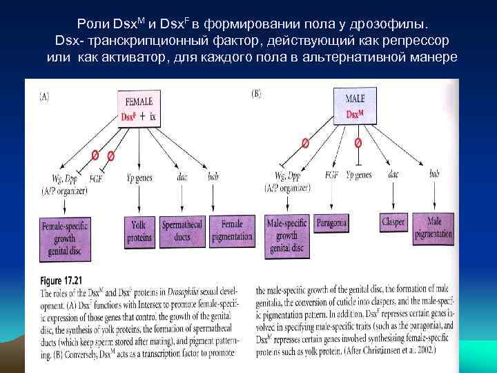 Роли Dsx. M и Dsx. F в формировании пола у дрозофилы. Dsx- транскрипционный фактор,