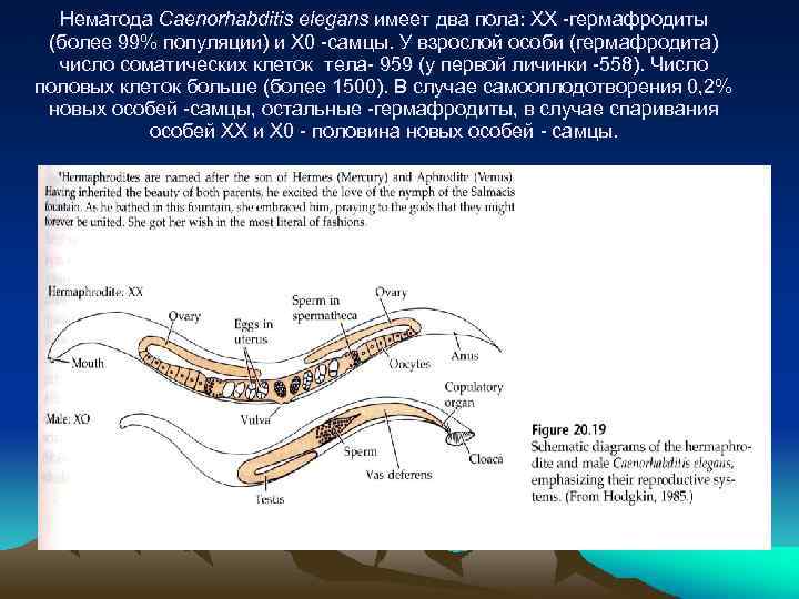 Нематода Caenorhabditis elegans имеет два пола: XX -гермафродиты (более 99% популяции) и X 0