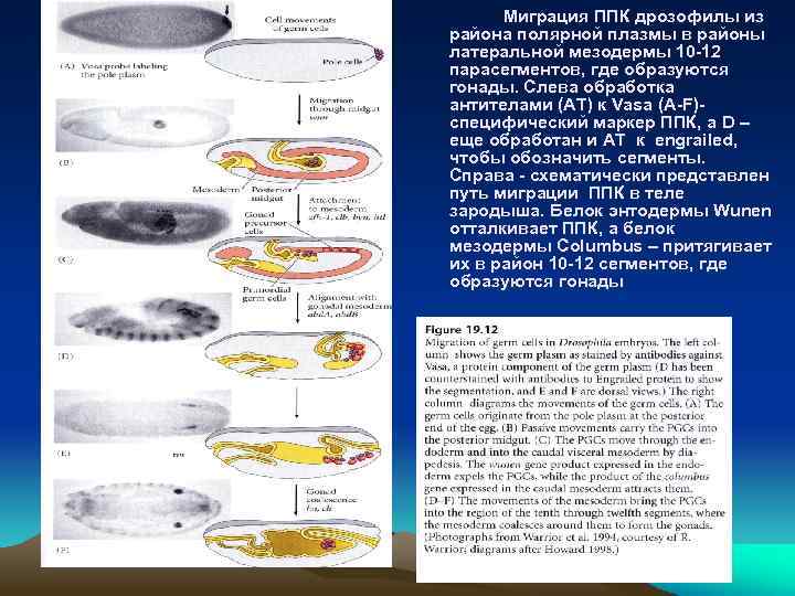Миграция ППК дрозофилы из района полярной плазмы в районы латеральной мезодермы 10 -12 парасегментов,