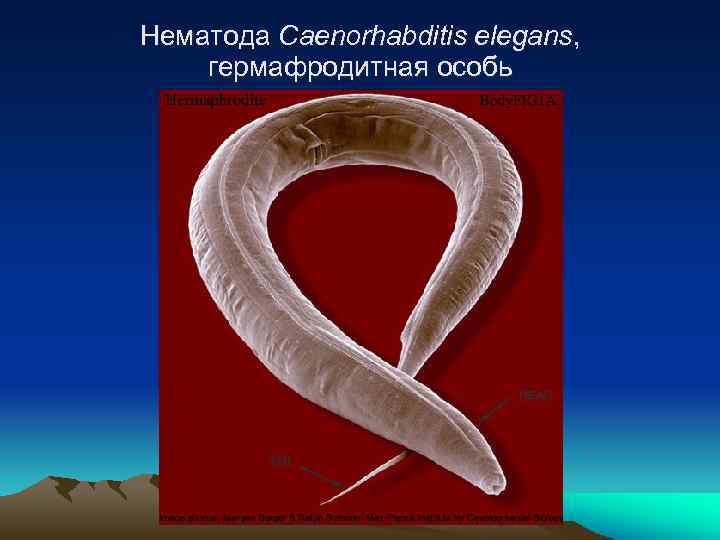 Нематода Сaenorhabditis elegans, гермафродитная особь 