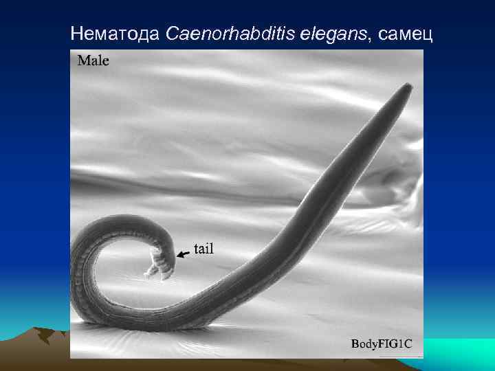 Нематода Сaenorhabditis elegans, самец 