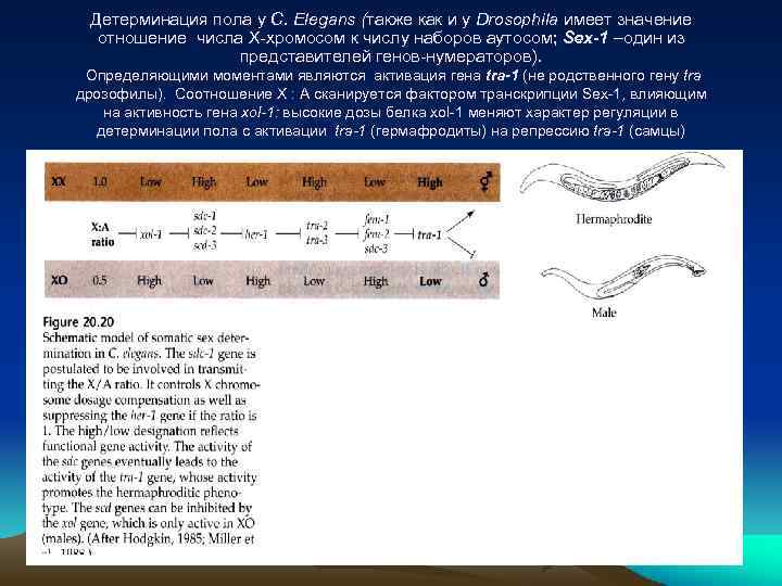 Детерминация пола у С. Elegans (также как и у Drosophila имеет значение отношение числа