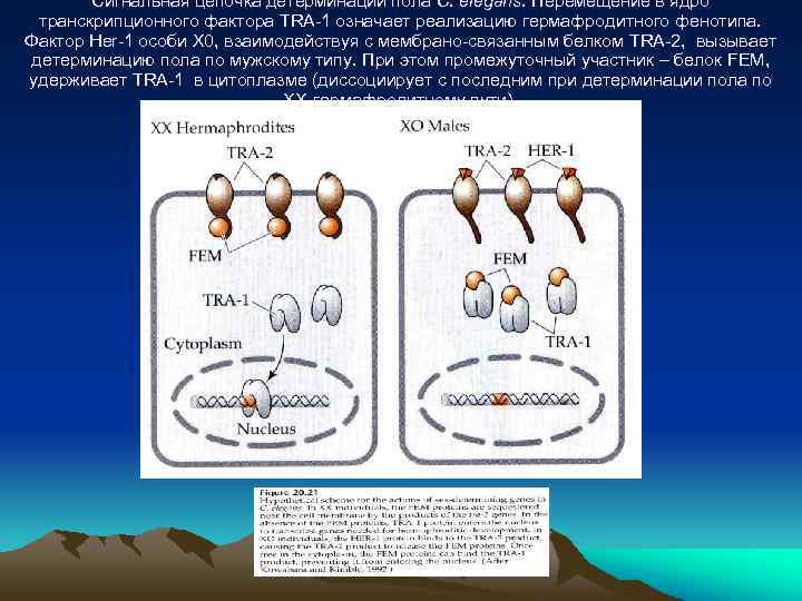 Сигнальная цепочка детерминации пола C. elegans. Перемещение в ядро транскрипционного фактора TRA-1 означает реализацию