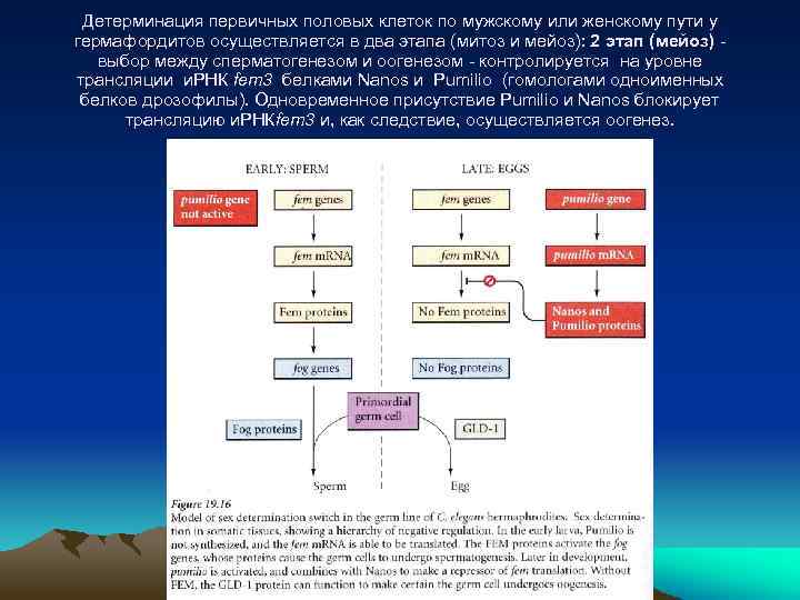 Детерминация первичных половых клеток по мужскому или женскому пути у гермафордитов осуществляется в два