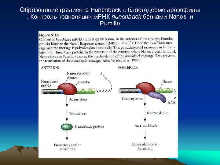 Образование градиента Hunchback в бластодерме дрозофилы. Контроль трансляции м. РНК hunchback белками Nanos и