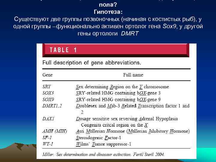 пола? Гипотеза: Cуществуют две группы позвоночных (начиная с костистых рыб), у одной группы –функционально