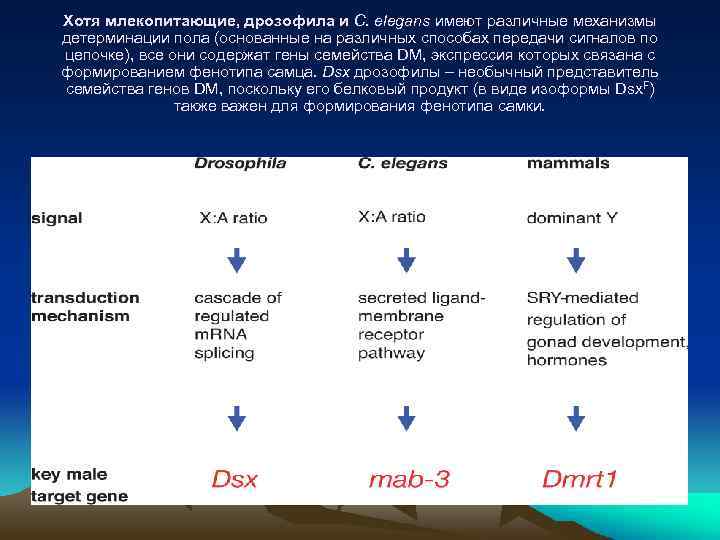 Хотя млекопитающие, дрозофила и C. elegans имеют различные механизмы детерминации пола (основанные на различных