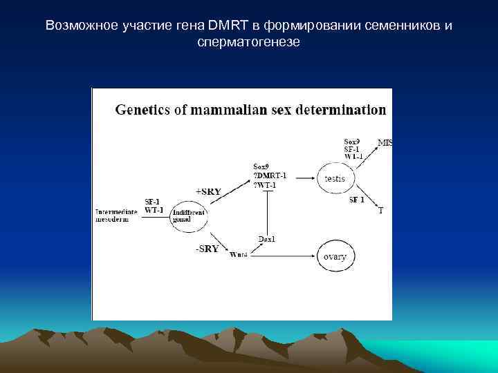 Возможное участие гена DMRT в формировании семенников и сперматогенезе 