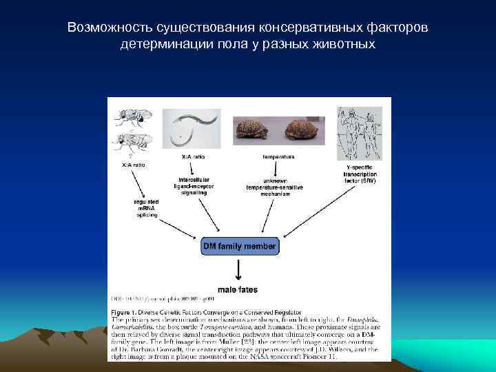 Пол механизм. Роль хромосом в детерминации пола. Детерминация пола у различных животных. Детерминация пола у растений. Генетические механизмы детерминации пола.