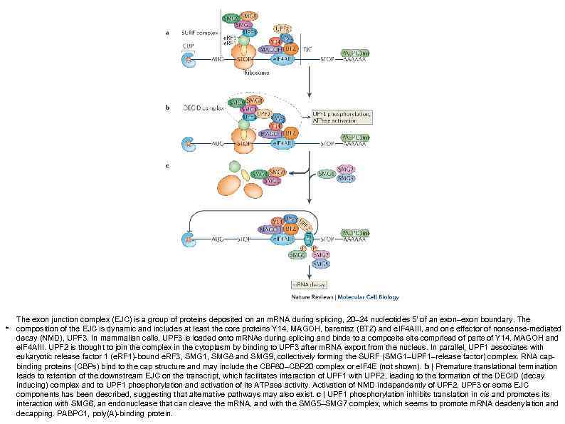 . The exon junction complex (EJC) is a group of proteins deposited on an