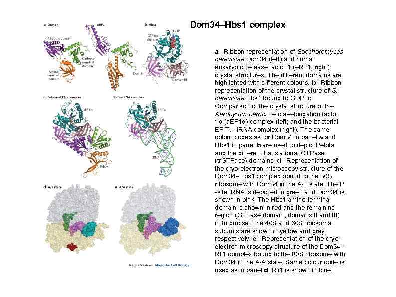 Dom 34–Hbs 1 complex a | Ribbon representation of Saccharomyces cerevisiae Dom 34 (left)