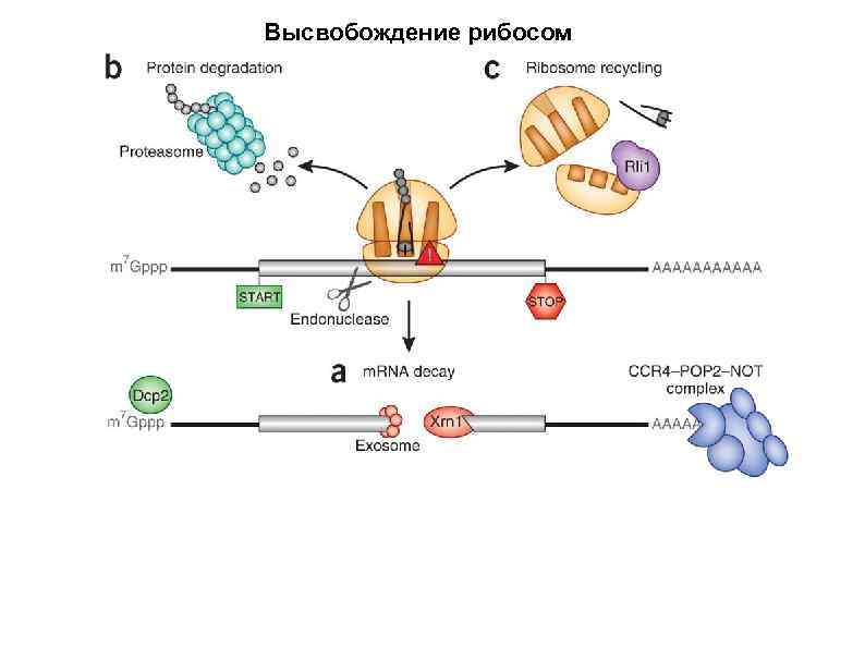 Высвобождение рибосом Following the recognition of NMD, NGD or NSD ribosome complexes, at least