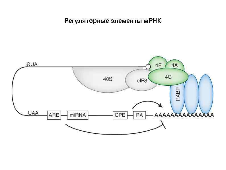 Регуляторные элементы м. РНК 