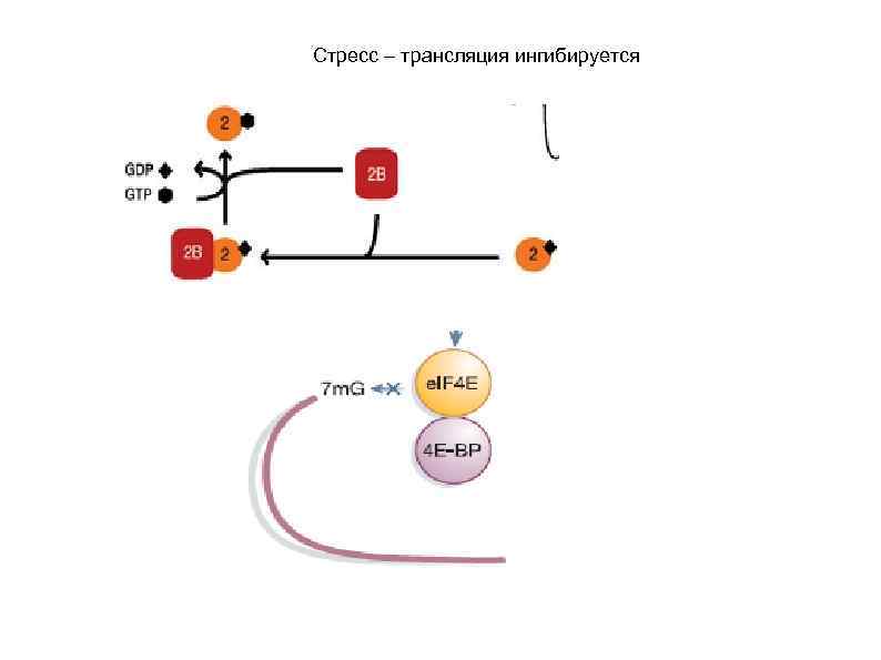 Стресс – трансляция ингибируется 