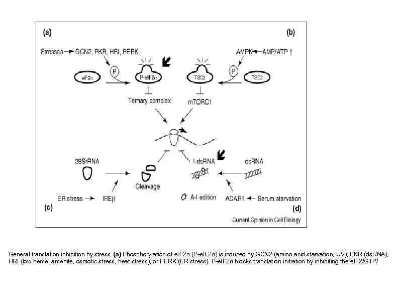 General translation inhibition by stress. (a) Phosphorylation of e. IF 2α (P-e. IF 2α)