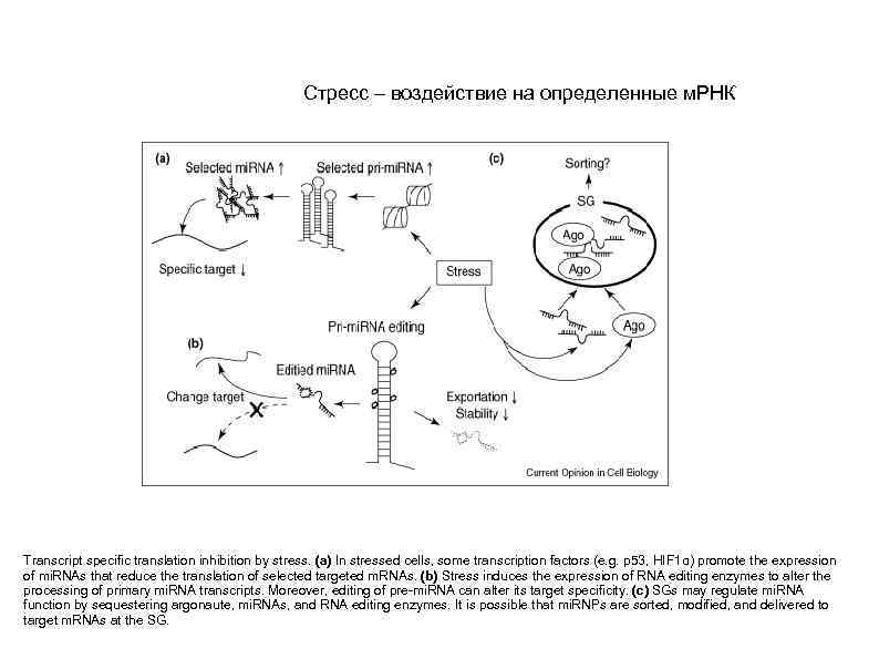 Стресс – воздействие на определенные м. РНК Transcript specific translation inhibition by stress. (a)