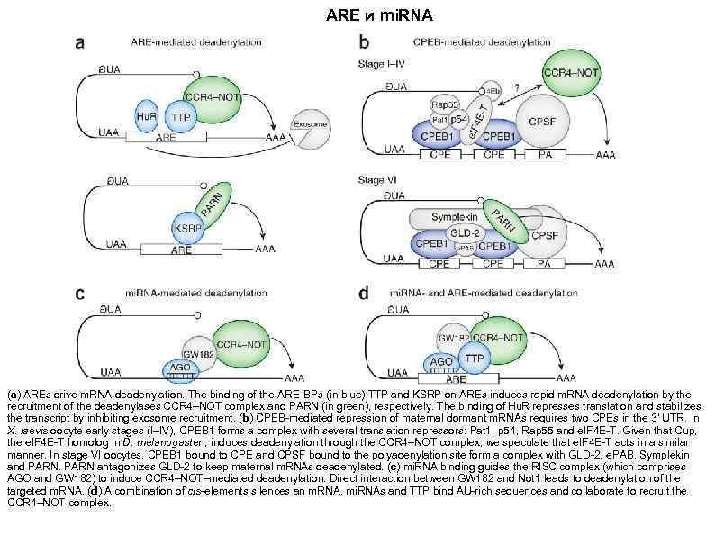 АRЕ и mi. RNA (a) AREs drive m. RNA deadenylation. The binding of the