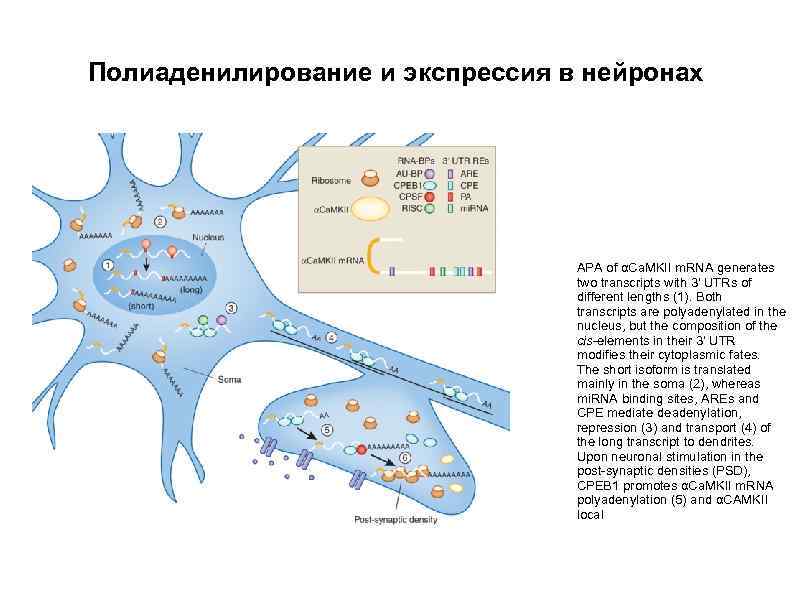 Полиаденилирование и экспрессия в нейронах APA of αCa. MKII m. RNA generates two transcripts