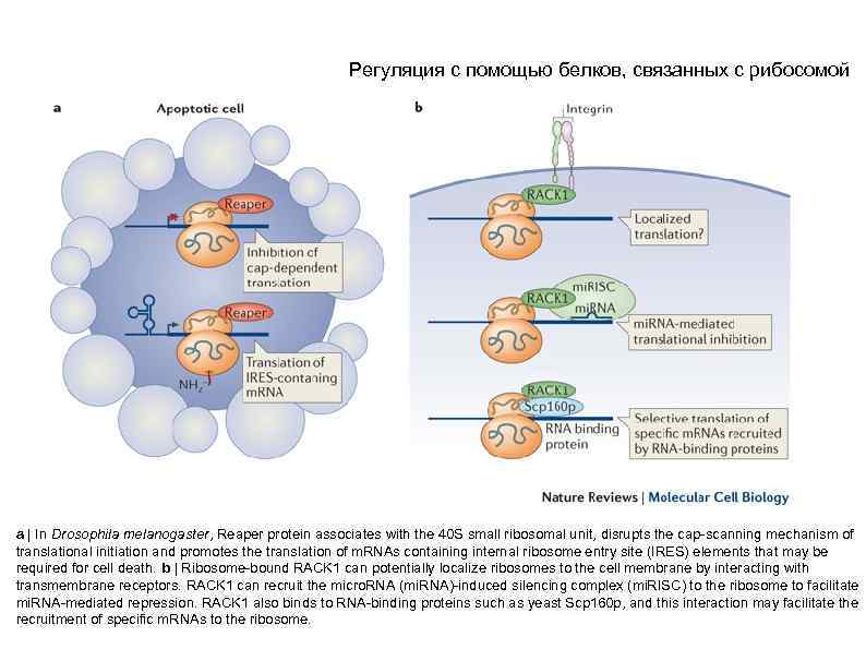 Регуляция с помощью белков, связанных с рибосомой a | In Drosophila melanogaster, Reaper protein