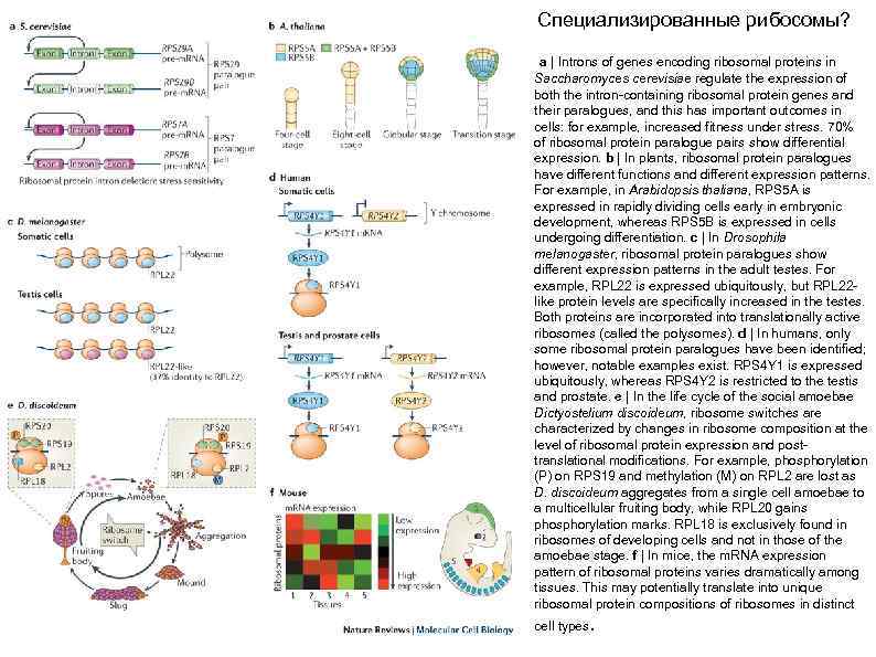 Специализированные рибосомы? a | Introns of genes encoding ribosomal proteins in Saccharomyces cerevisiae regulate