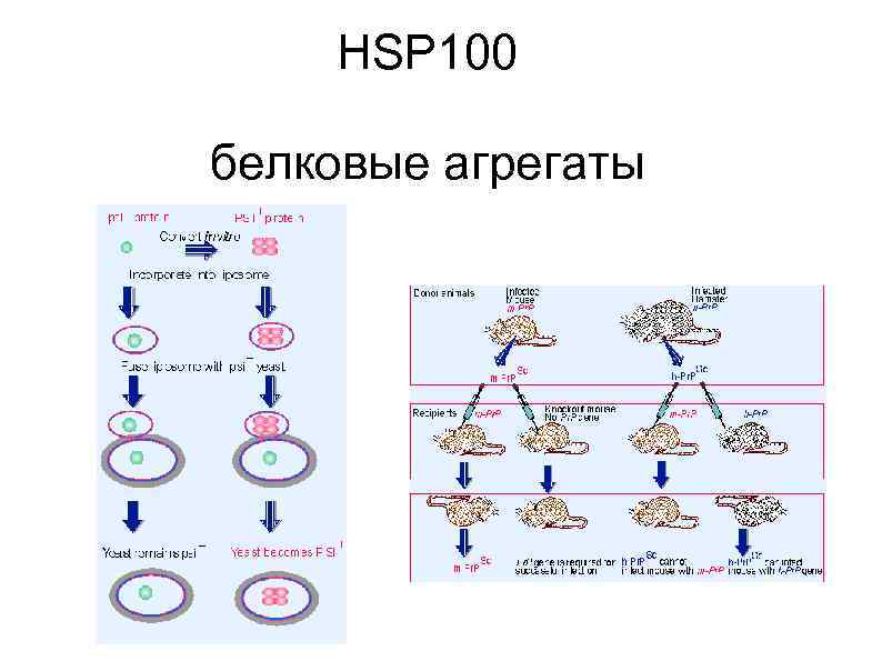 HSP 100 белковые агрегаты 